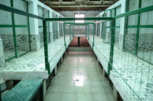 Qendra e re për trajtimin dhe akomodimin e qenve endacakë